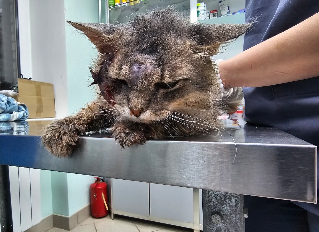 слепой котенок. покажи нам кошек. котята сестры. кот новости сегодня. кот новости сегодня.