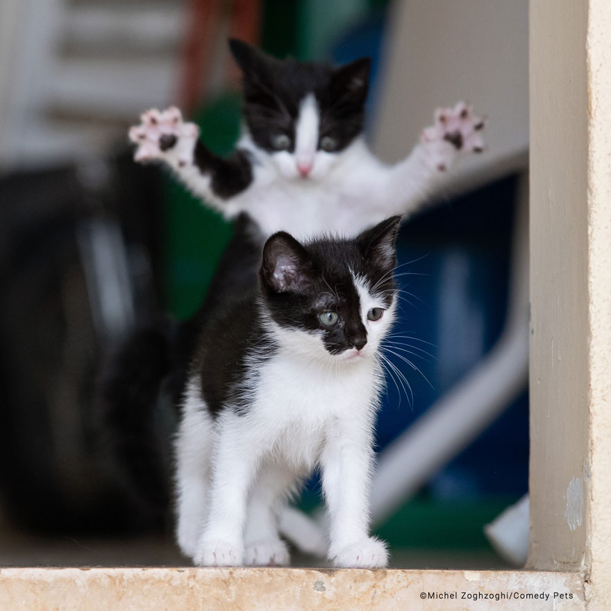 Фото: www.comedypetphoto.com