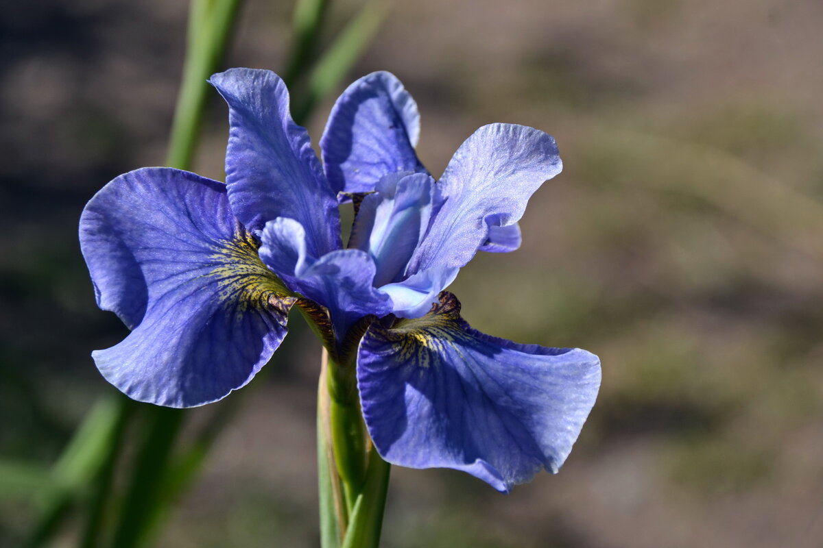 Ирис сибирский. Ирис Сибирский Iris sibirica. Ирис Касатик Сибирский. Ирис Сибирский Пинк Парфейт. Ирис Сибирский (Iris sibirica `Barcelona`).