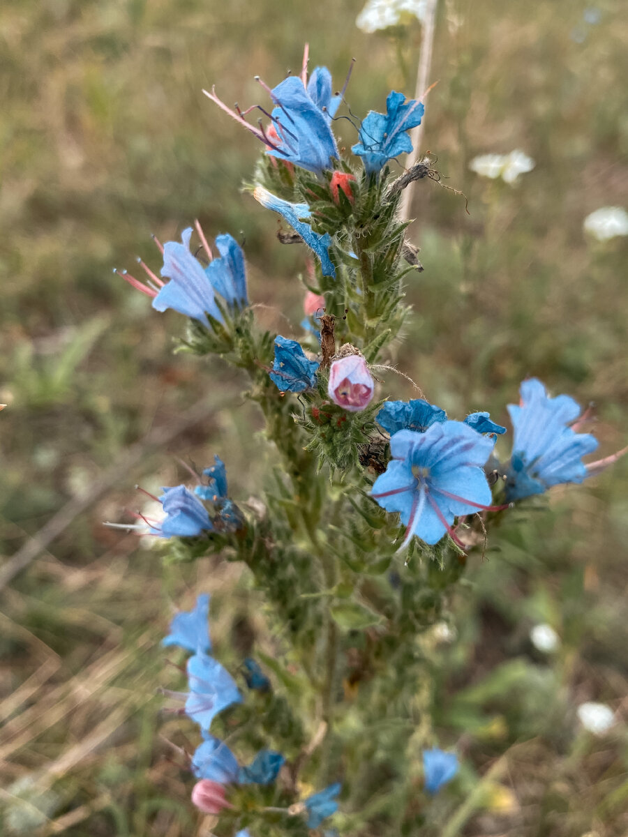 Полевые цветы 🌺 фотографировала быстро, так как убегала от нашествия 🦟🦟🦟