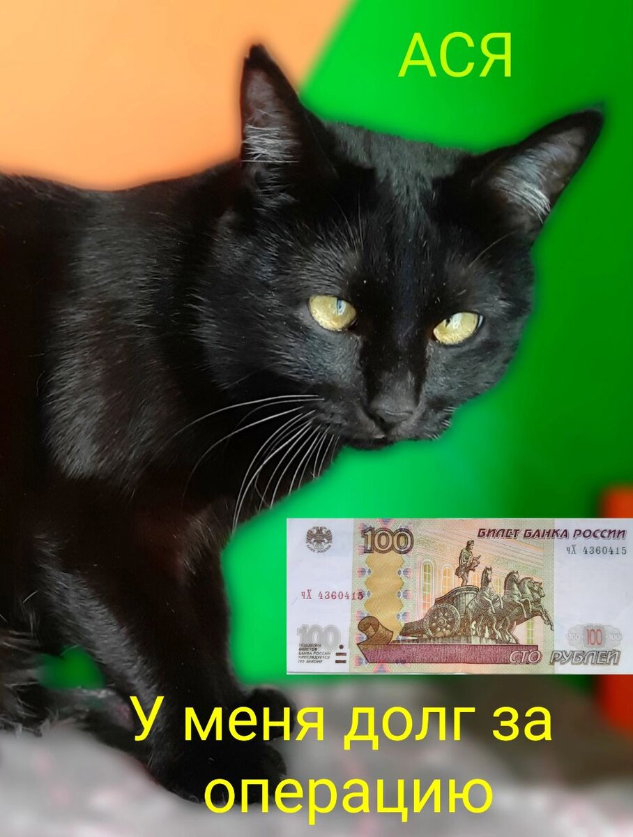 Котикам нужна поддержка🐾🙏