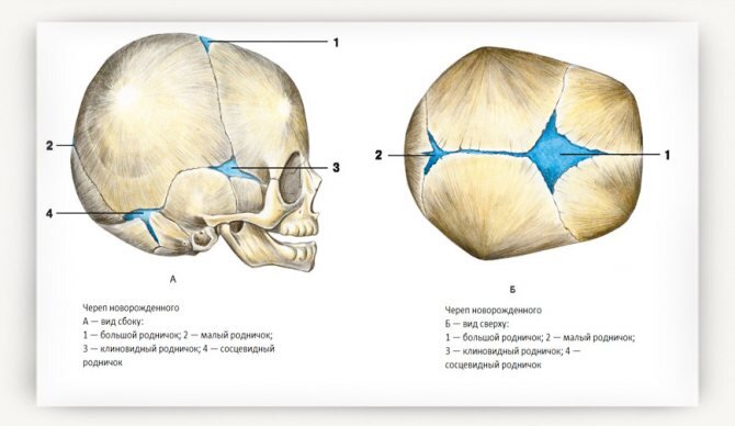 Схема черепа у новорожденного