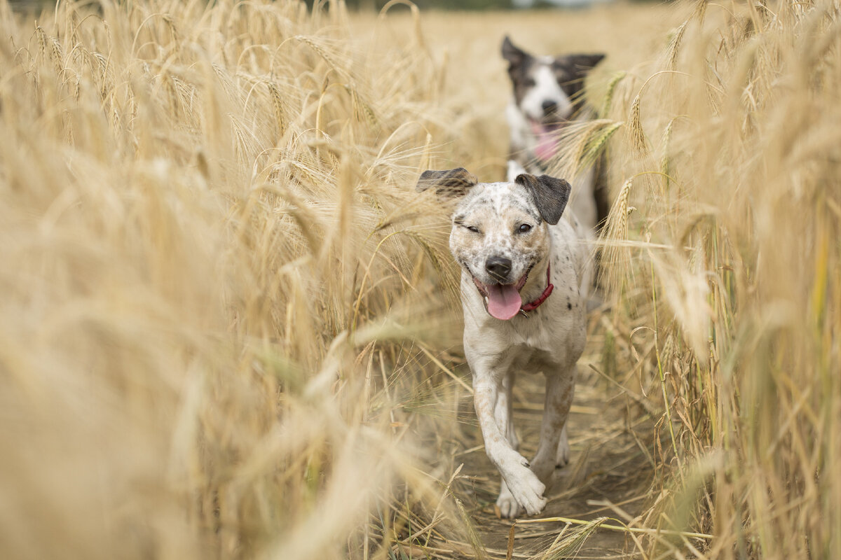 источник фото: https://www.zastavki.com/pictures/originals/2020Animals___Dogs_Two_dogs_with_tongue_sticking_out_running_through_a_field_of_wheat_144271_.jpg