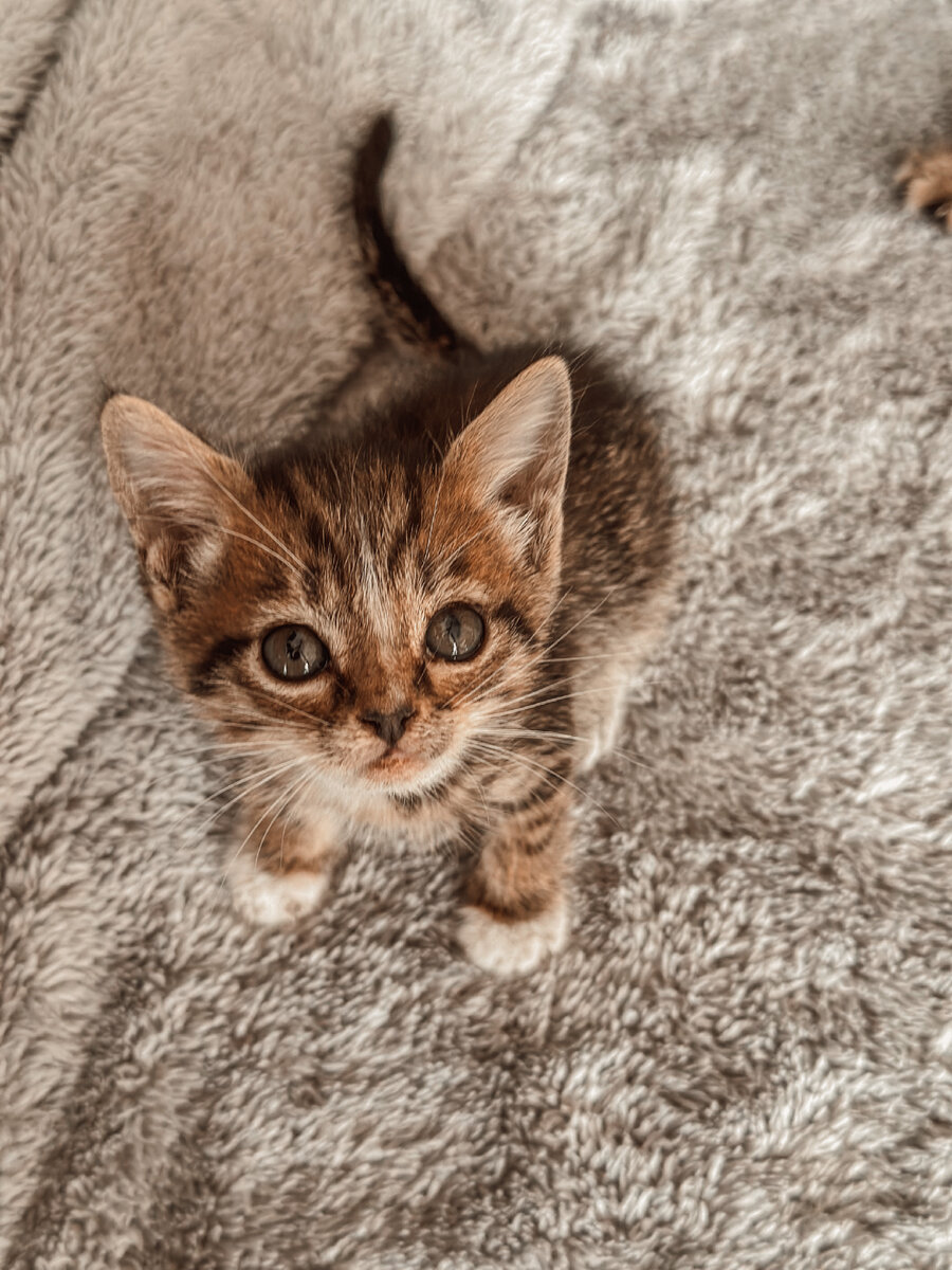 На фото, может быть, немного грязная мордочка. Но лишай?! Никогда бы не подумала.