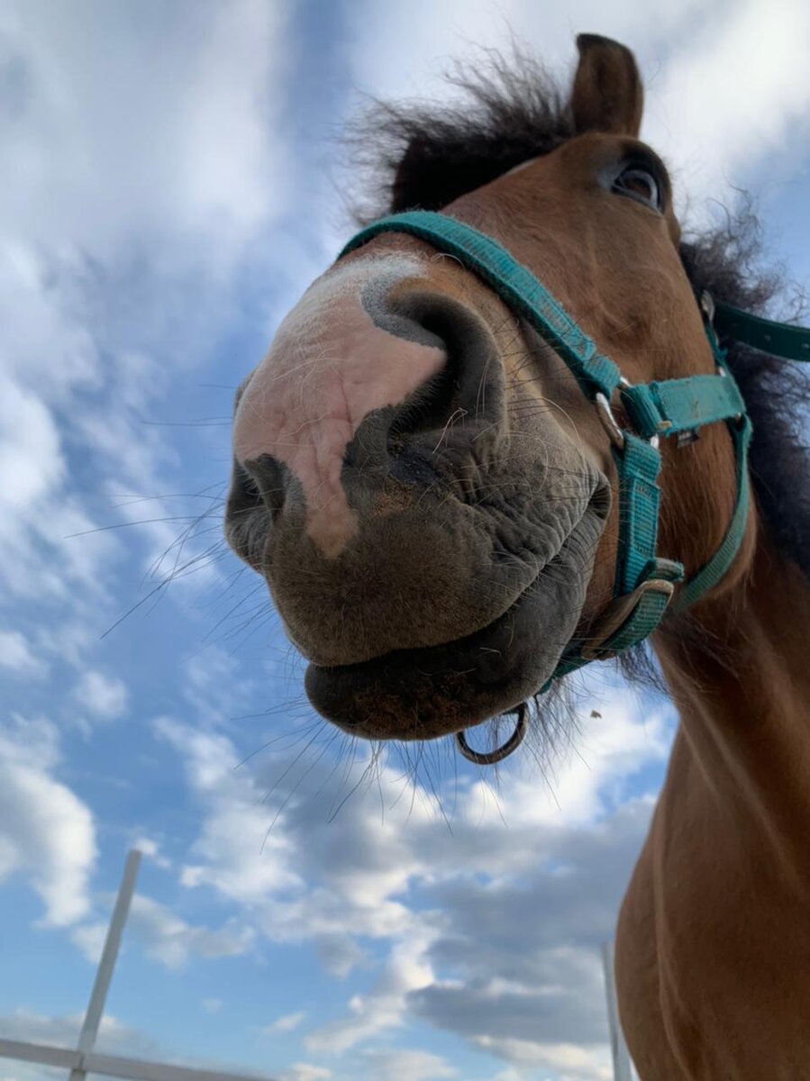 На нашей конюшне мы собрали поголовье отличных лошадей, но за один день такое не сделаешь.
