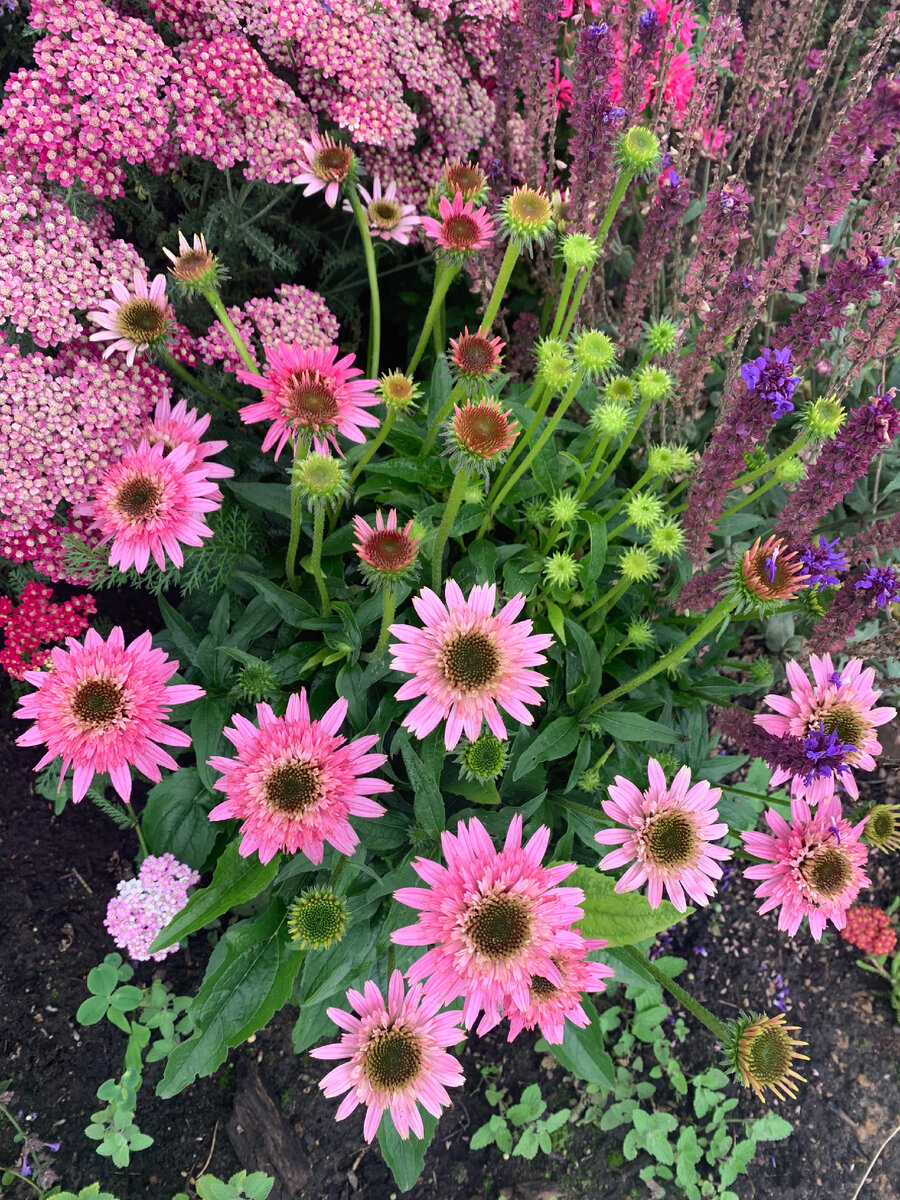 Echinacea purpurea Butterfly Kisses - поцелуи бабочки