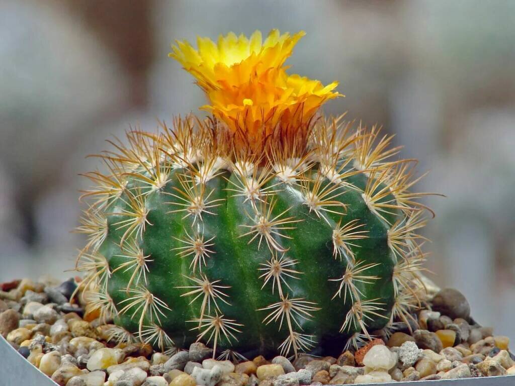 Фото: pokayadoma.ru