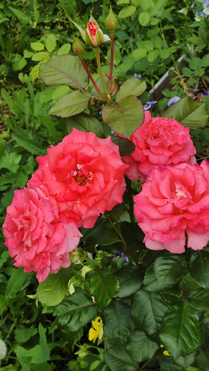 Кустовая роза 🌹