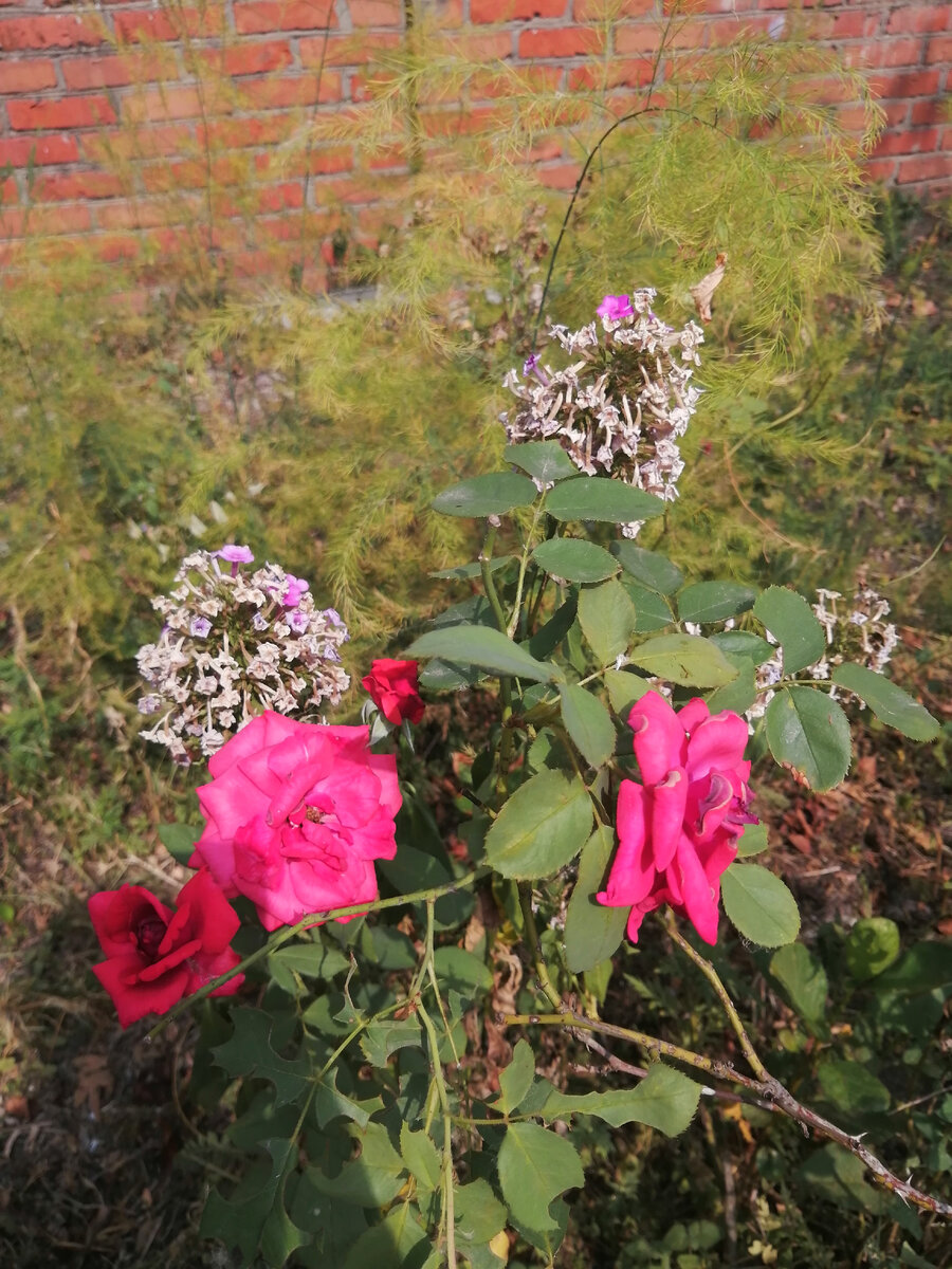 Палисадник перед домом превращается в гербарий