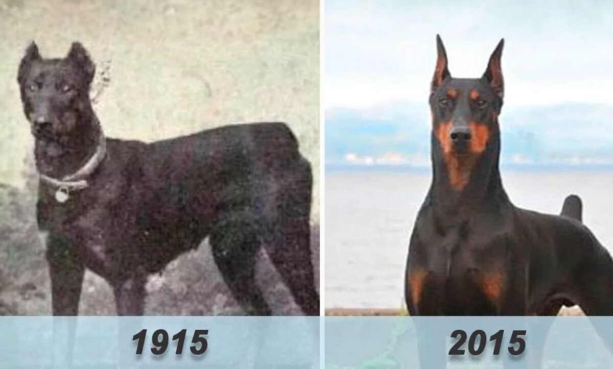 Как выглядели собаки 100 лет
