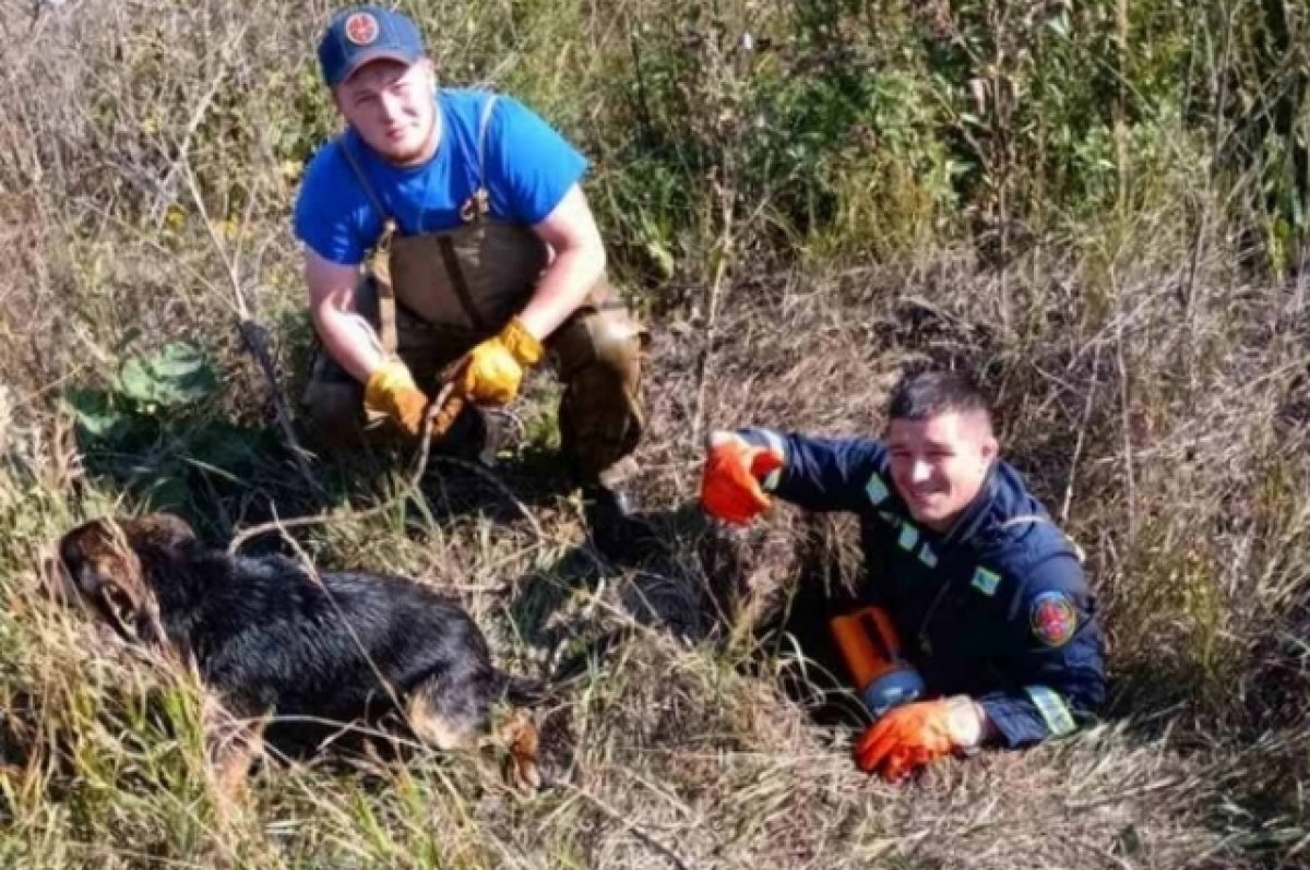    В Перми спасатели вытащили из коллектора с водой утопающую собаку