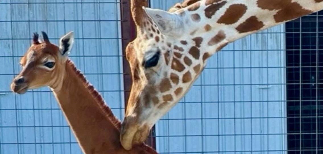 В зоопарке США родился жираф без пятен