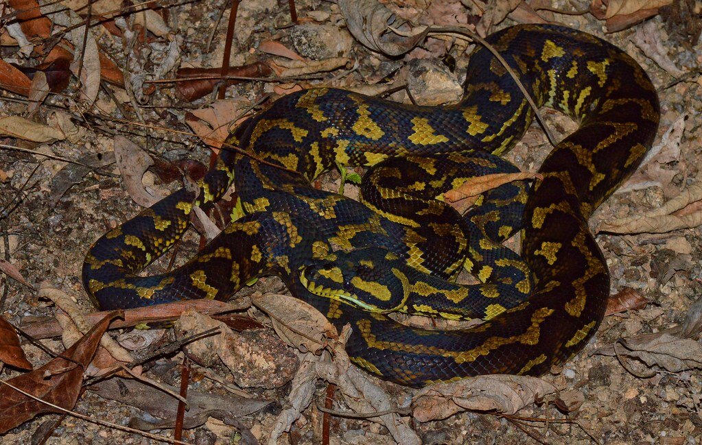   Alexandre Roux / Flickr / CC BY-NC-SA 2.0