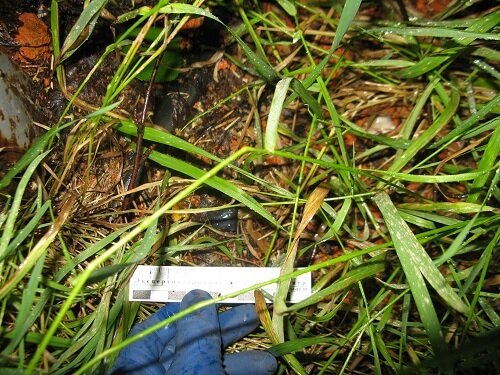 В изъятых свертках находилось 2,66 грамма наркотического средства