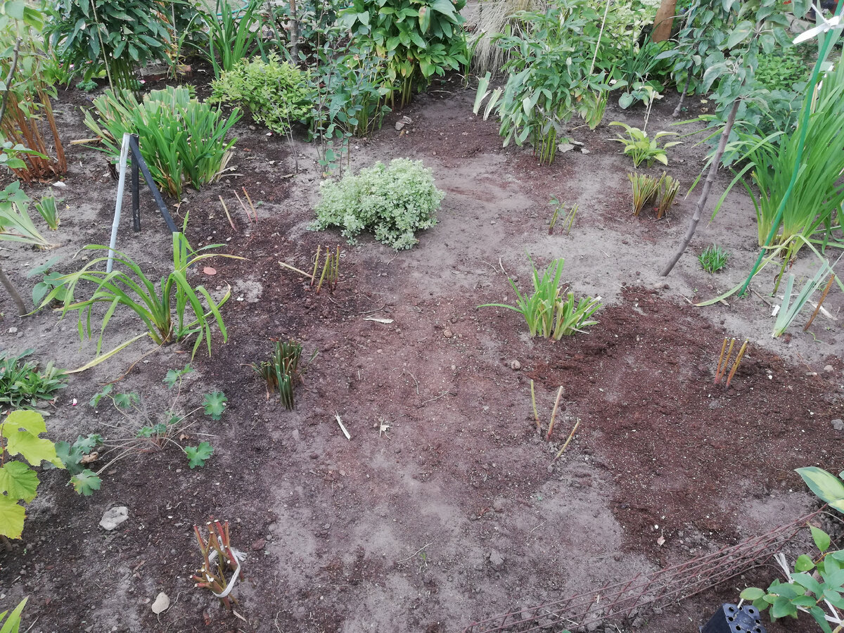 Один из маленьких переделанных кусочков: вместо лилейников - пионы, вместо бородатых ирисов - лилейники, вместо выкопанных пионов - сибирские ирисы... и так далее, и так далее