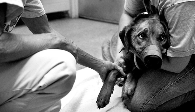 Так уж получается, что когда мы появляемся на свет, Бог каждого из нас наделяет каким-то даром. У Николая этот дар проявлялся в любви к животному, природе с самого раннего детства.