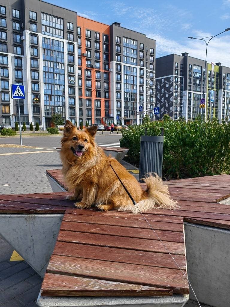 Как выглядят современные районы Минска. Фотопрогулка по Новой Боровой. |  Антон Бородачёв | Дзен