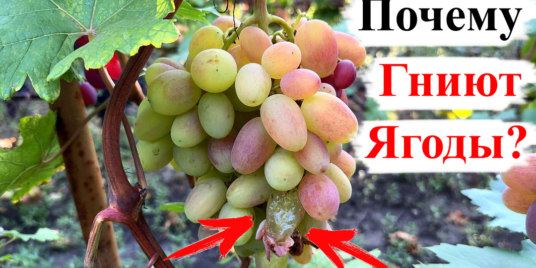 Почему ГНИЮТ ЯГОДЫ Винограда?