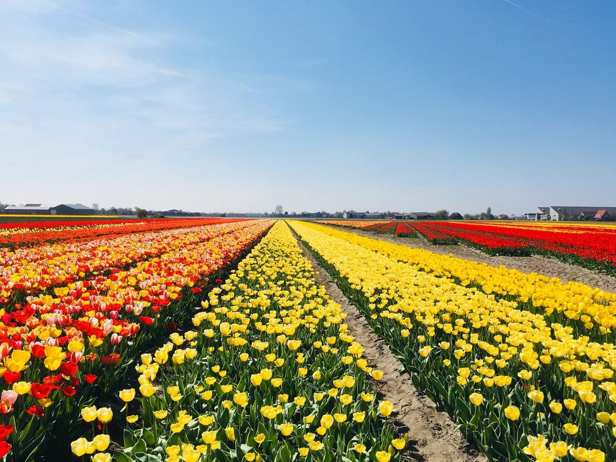 Где находится тюльпановое поле. Тюльпановые поля в Голландии. Тюльпановые поля в Крыму. Тюльпановые поля Янтарное.