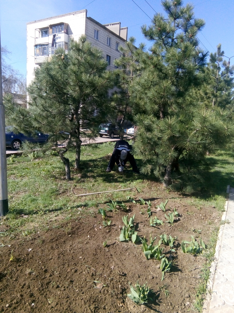 уничтожены тюльпаны у памятника В.И. Ленину в Городищенском районе Волгоградской области