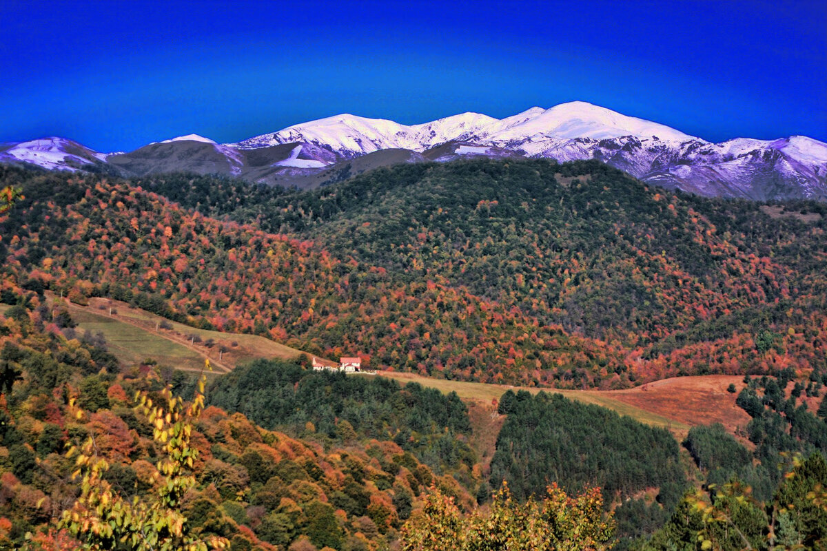 Дилижанский лес Армении
