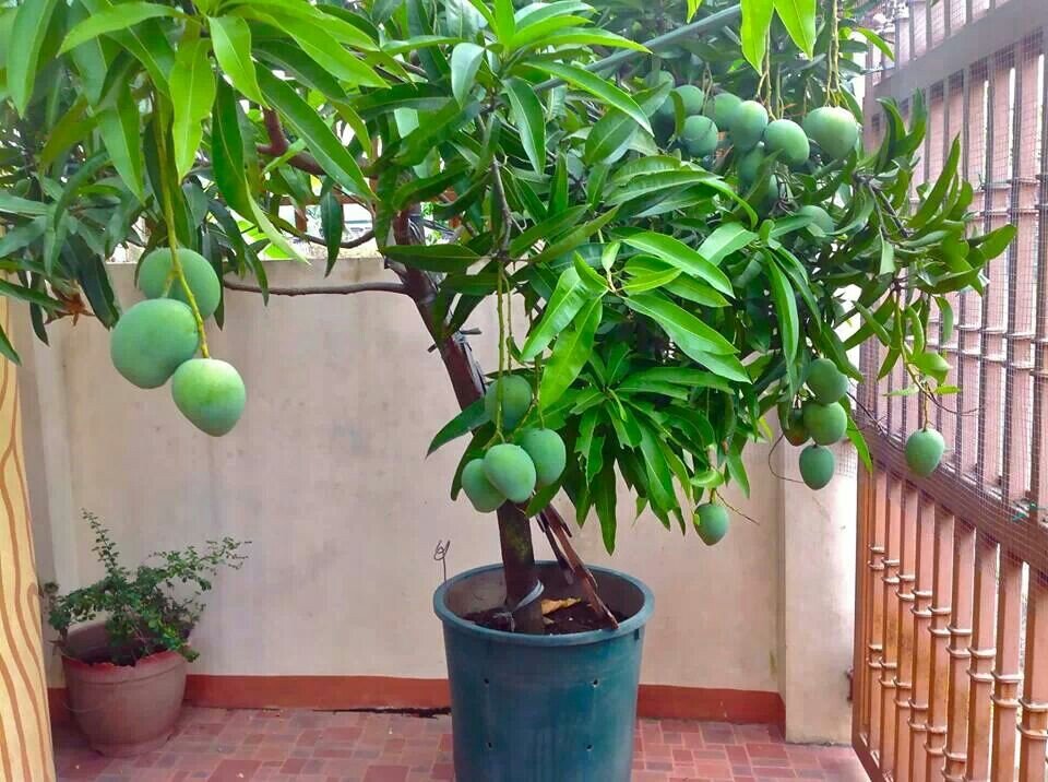 манго в горшке дома