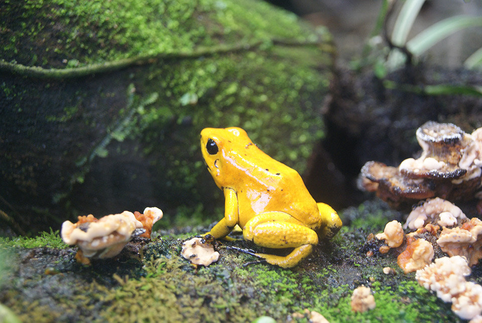 Phyllobates terribilis

Toño Garces / flickr