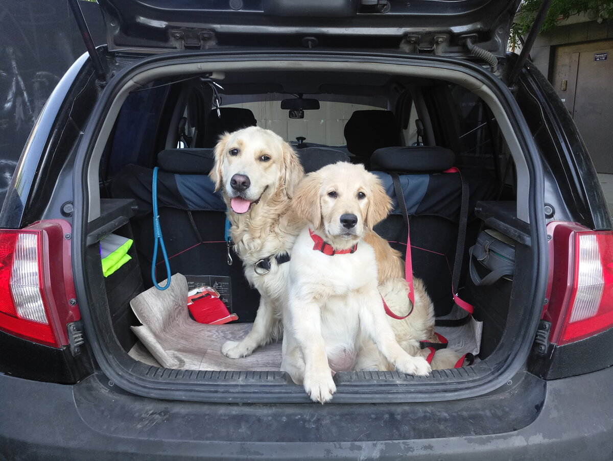 Куба и Ляля в багажнике