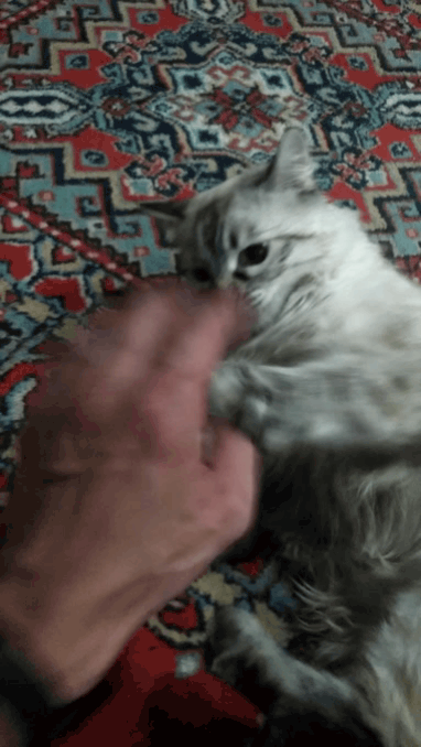 С такой кошкой не соскучишься)
