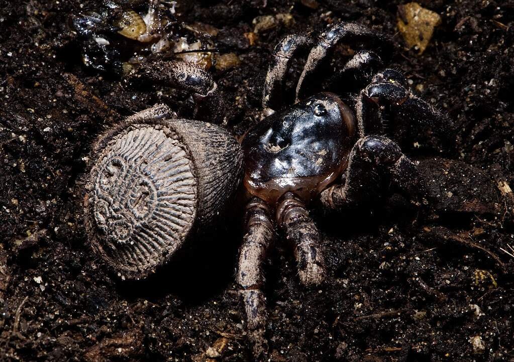 Ктенизид циклокосмия. Циклокосмия. Циклокосмия. Паук люк циклокосмия. Cyclocosmia latusicosta.