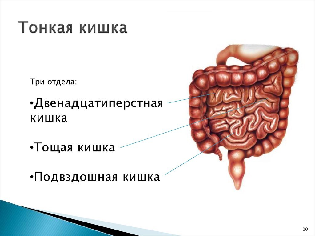 Кишечник человека схема расположения