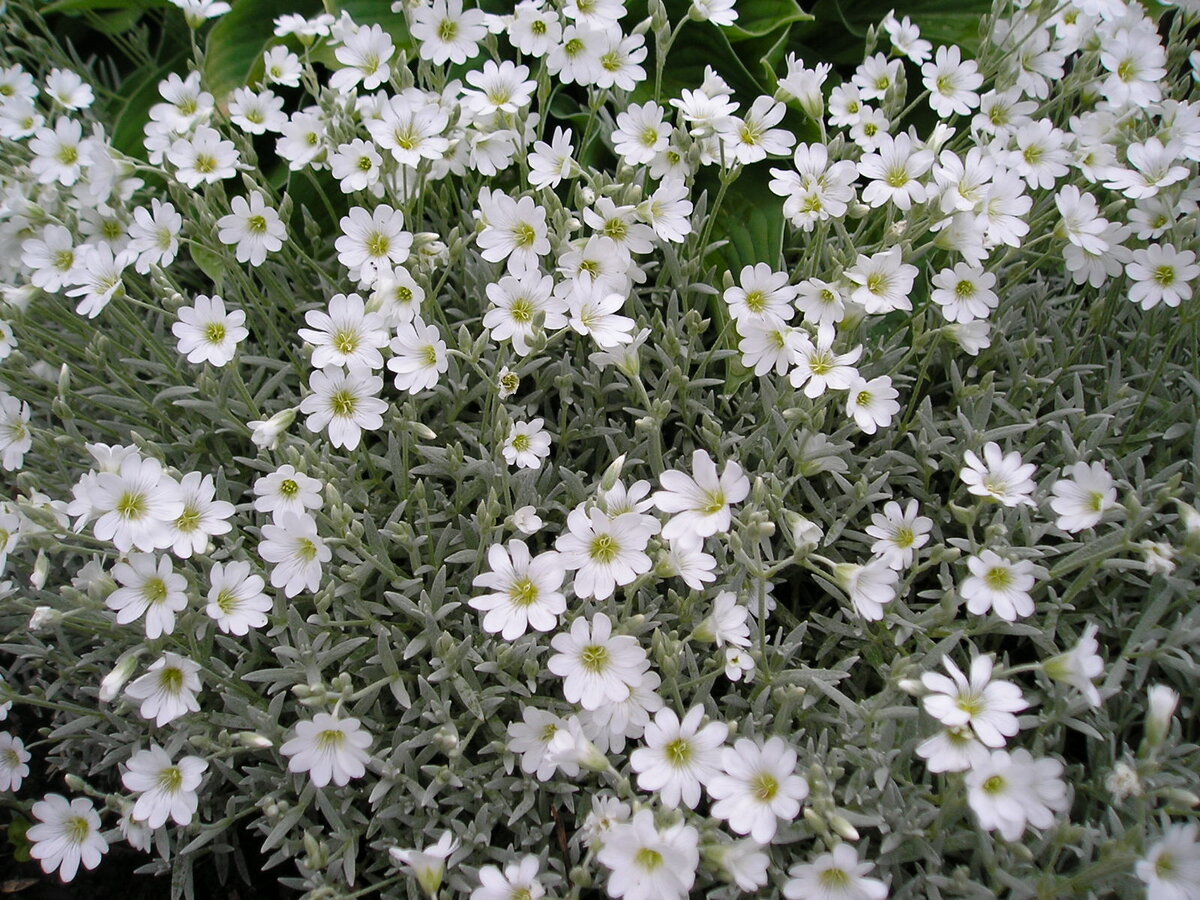 Ясколка tomentosum Silver White