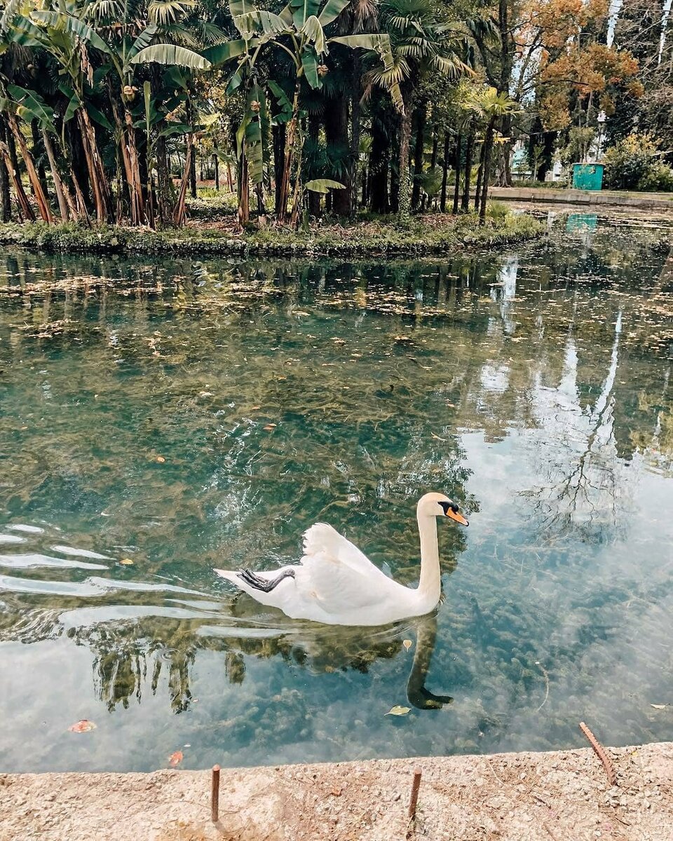 Аҧсны 2019