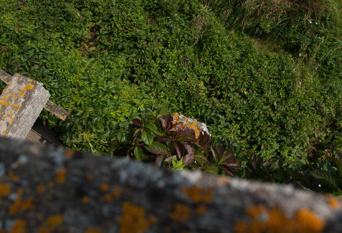 Граница между Тельцом и поляной стирается