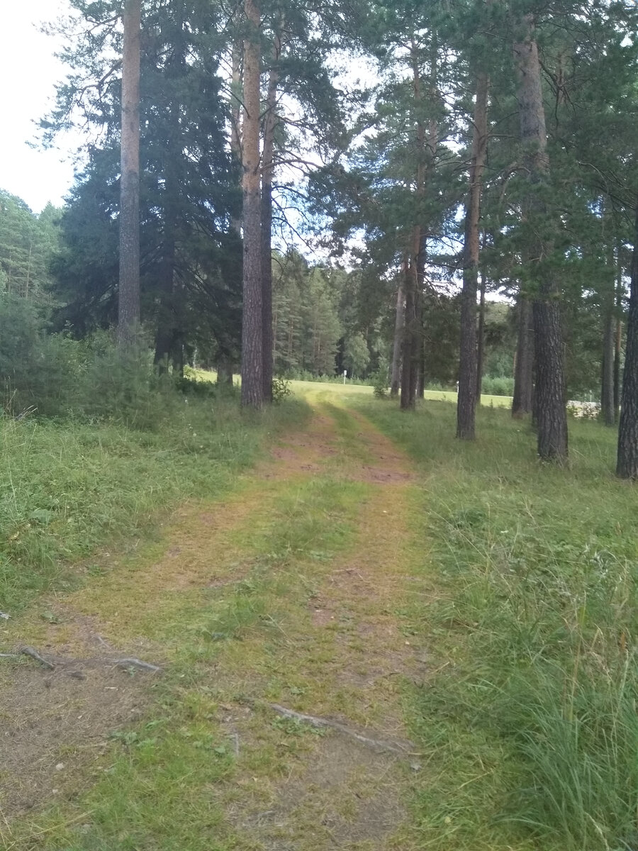 Сосновая роща в окрестностях с.Александровского.