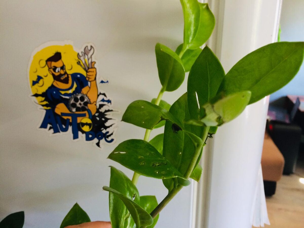 Погрязли мой любимый цветок. 