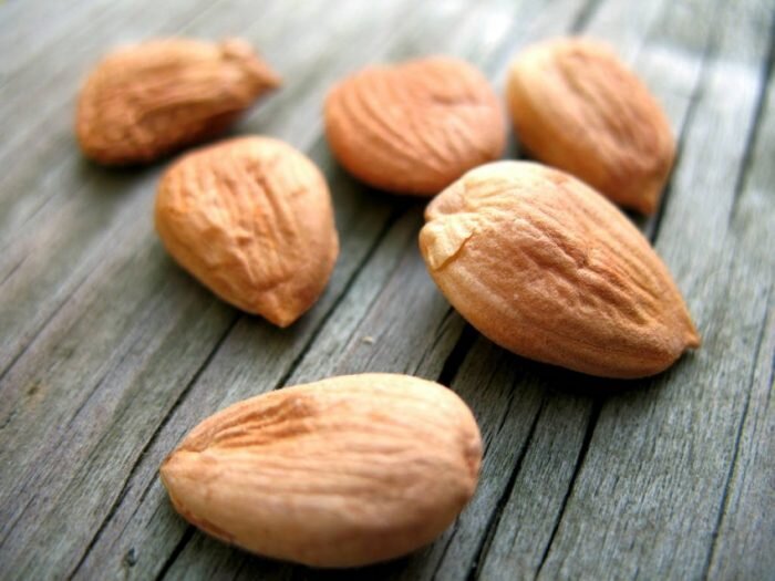 Абрикосовые косточки похожи на миндаль (Фото: Vserastenija.ru)