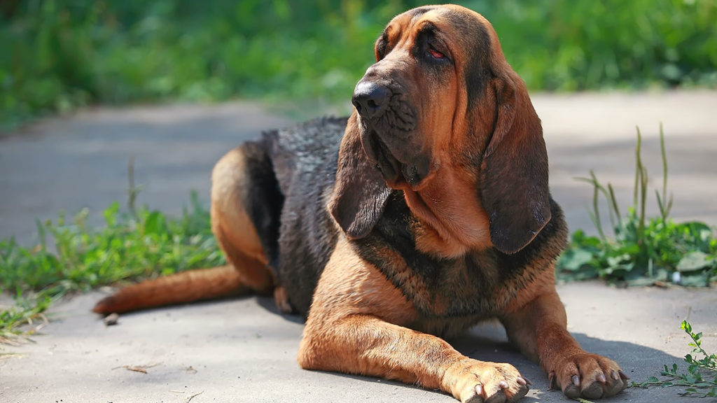 Длинные уши – это не предмет «декора». Благодаря длинным ушам собаки лучше слышат, а этот навык крайне важен при работе. Большинство длинноухих собак являются охотничьими или их «наследниками».-2