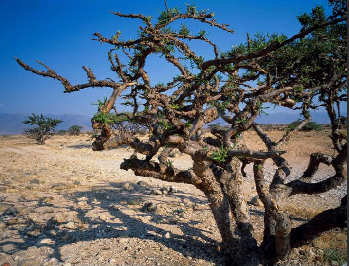 Это невысокое ( до 8 метров)  цветущее двудомное растение.