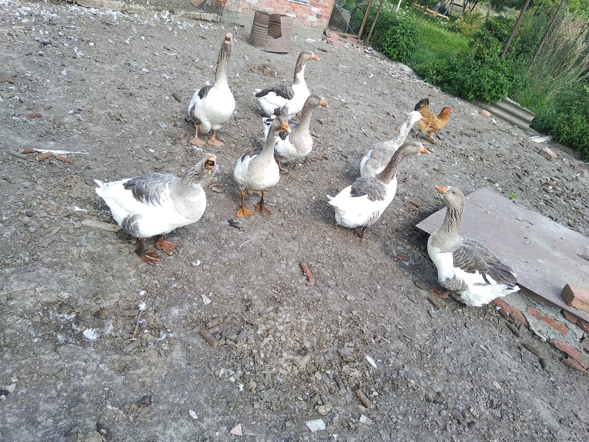 Два самца и шесть самок.