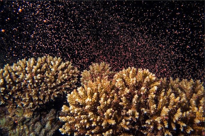 Пурпурная пурга гамет коралла Acropora eurystoma у берегов Эйлата (Израиль). Фото: Tom Shlesinger.