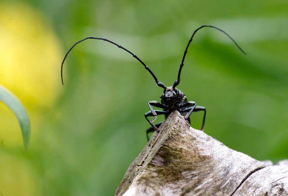 https://pixabay.com/photos/musk-beetle-beetle-longhorn-beetle-4343564/