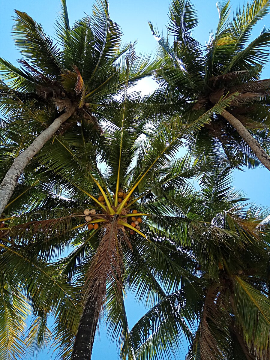 Нет, это дерево точно не подходит, пальма высокая, а крона маленькая, тень от нее постоянно бегает по пляжу, нужно найти что то более достойное, тем более говорят что смертей от падающих кокосов в 15 раз больше чем от зубов акул. Не верю я в это, но убило  же отца греческой трагедии и философа Эсхила, черепахой, которая была сброшена на него орлом. Орел перепутал голову великого драматурга с камнем, о который можно разбить панцирь и полакомиться черепашьим мясом ...