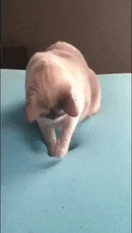 Некоторые коты давно оценили достоинства материала!