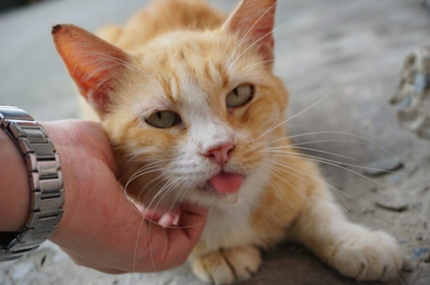 фото от Shutterstock