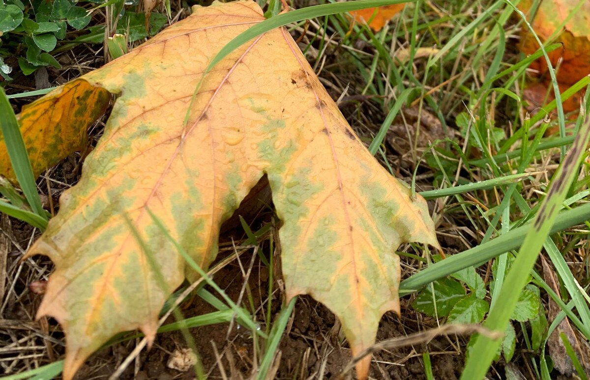 Время собирать плоды и делать выводы