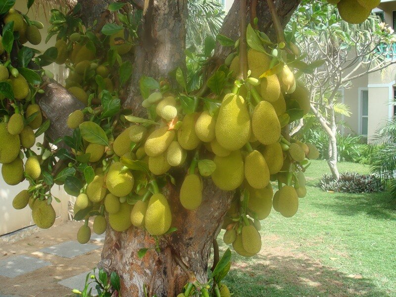 breadfruit     http://zabavnik.club/wp-content/uploads/Foto_hlebnogo_dereva_2_24040124.jpg