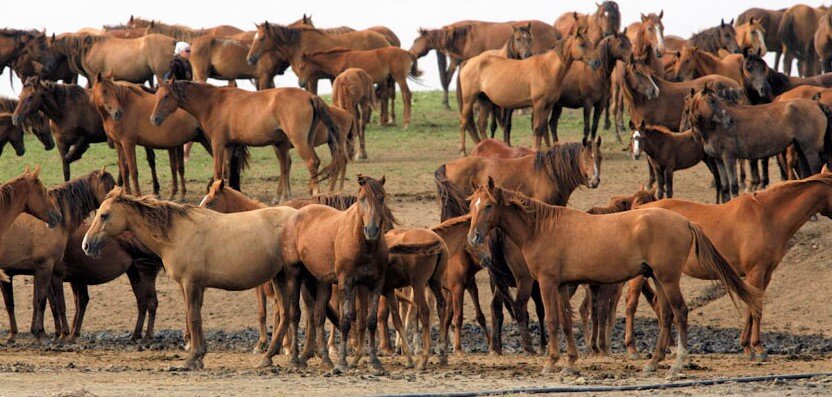 Донские мустанги.