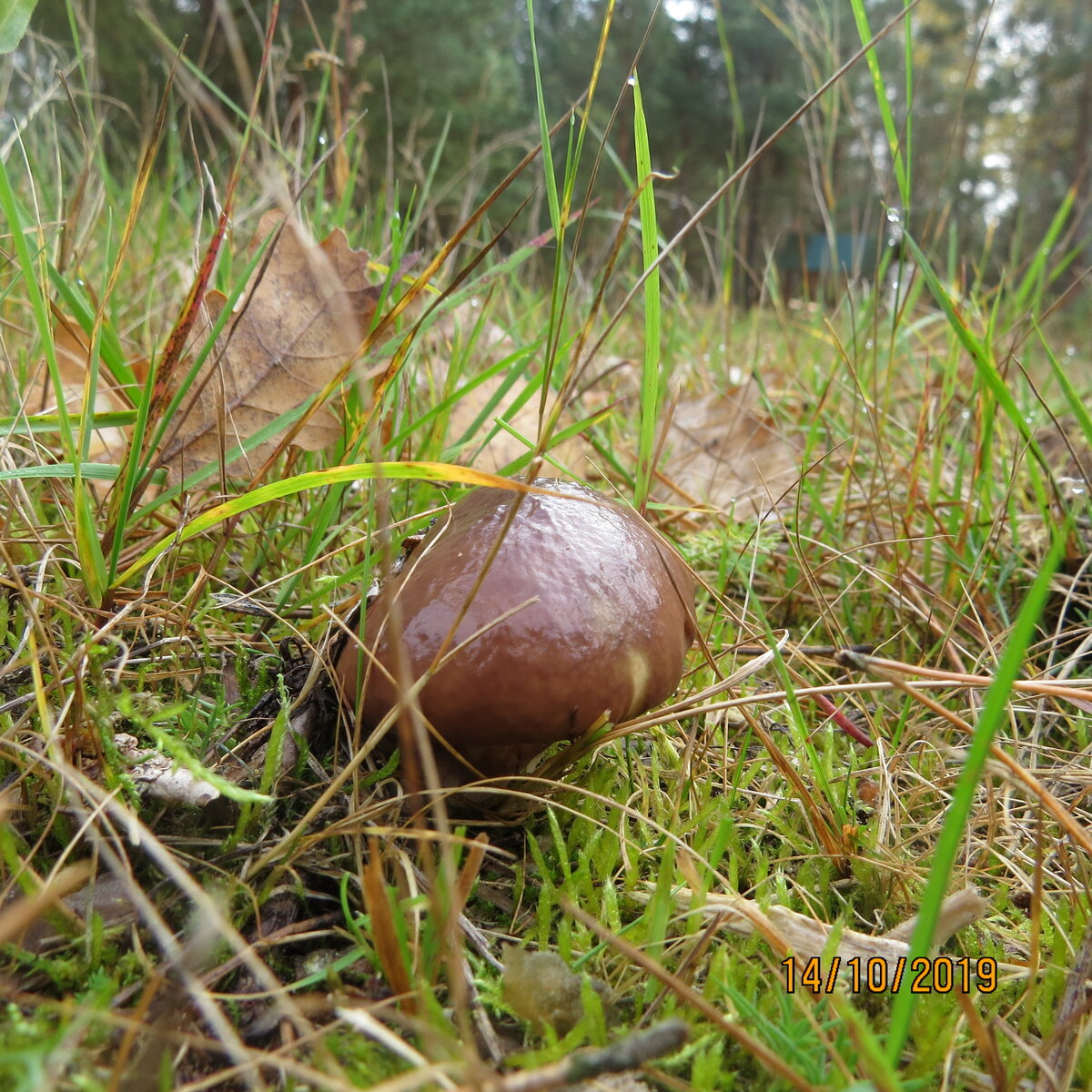 Этот - хороший.Крепкий , крупный, хоть и молодой.