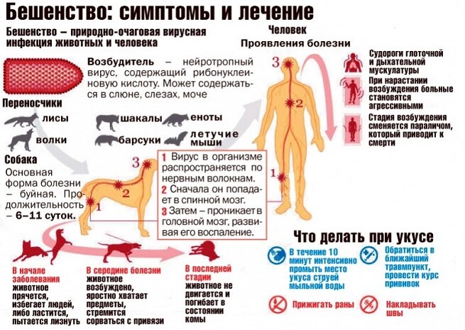 Необходимость изобретать данную вакцина возникла довольно давно, когда люди начали проводить связь между смертью человека и предшествовавшему ей укусу дикого животного. Вместе с тем длительное время не удавалось произвести лекарство и лишь в 1885 году французский микробиолог Луи Пастер синтезировал вакцину, которая начала давать положительные результаты уже в ближайшее время.
Естественно, постепенно действие вакцины улучшалось, за счет регулярных исследований.